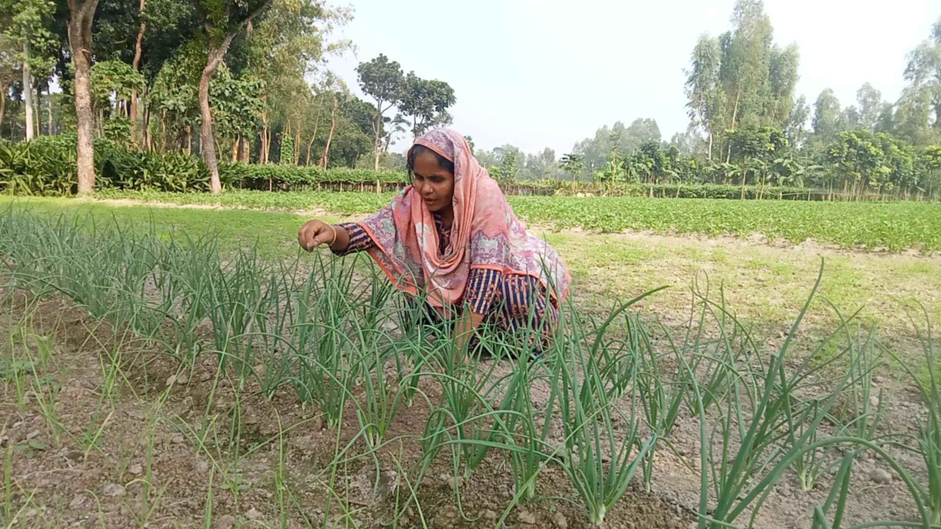 লাভের স্বপ্নে শীতের সবজি খেতে ঘাম ঝরাচ্ছেন কৃষক