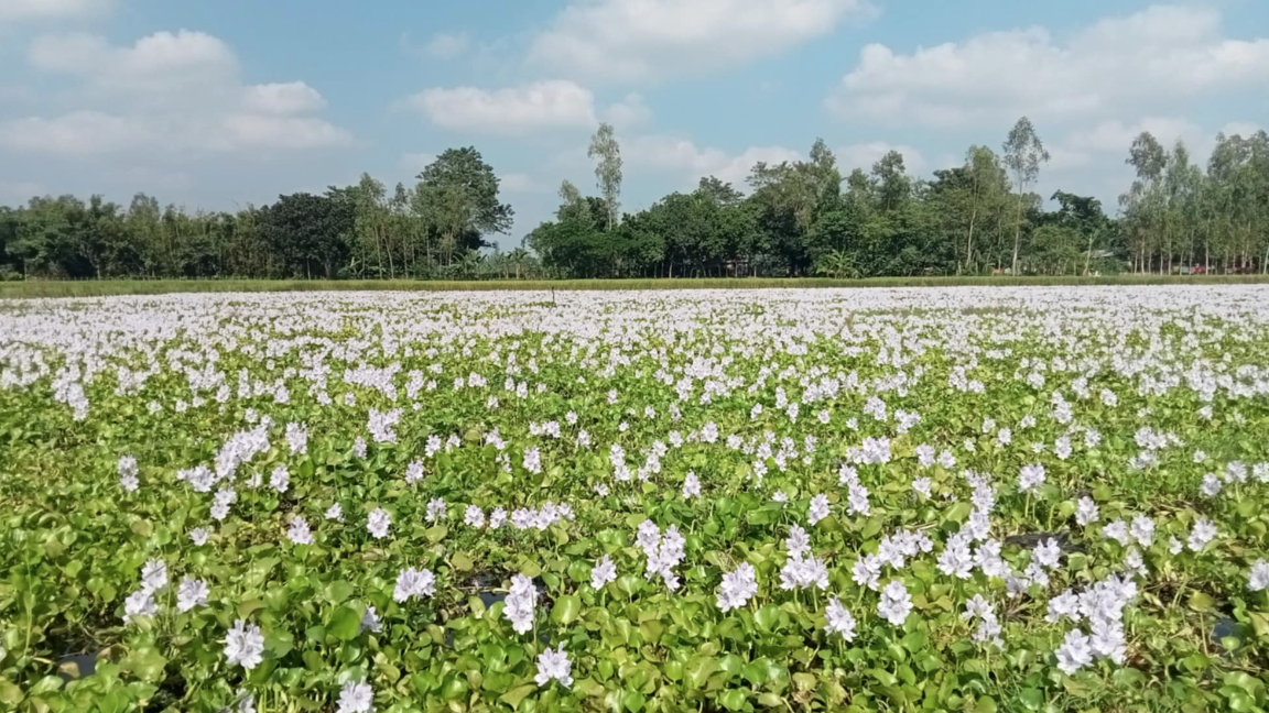 কচুরি ফুলে রঙিন খাল-বিল
