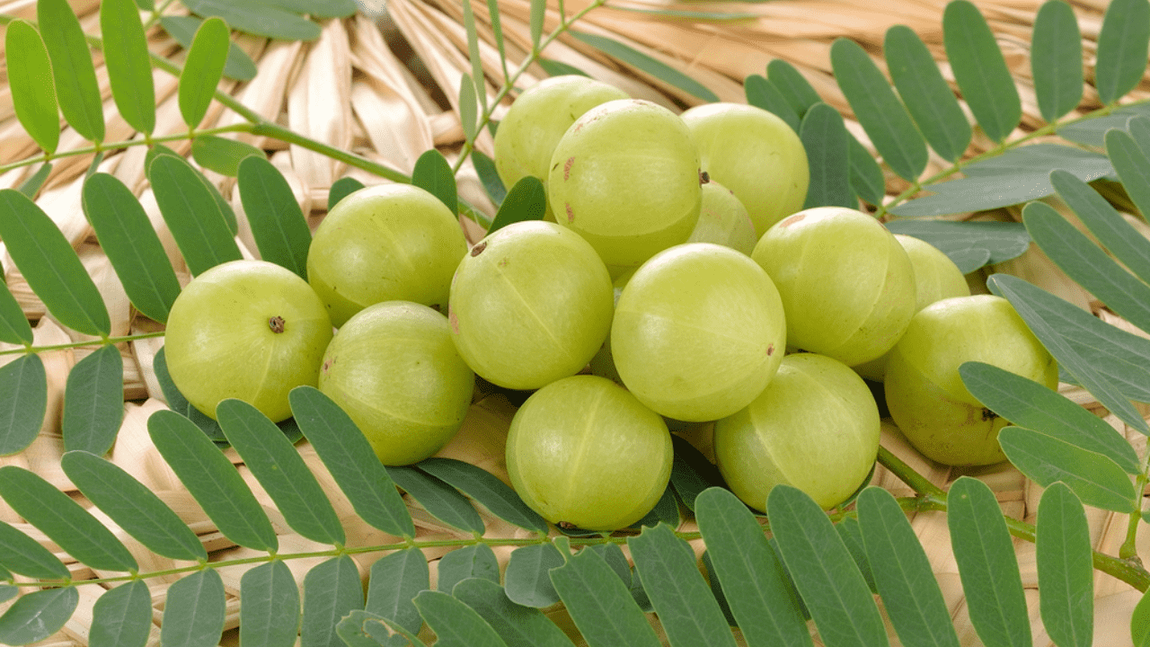 amla amla