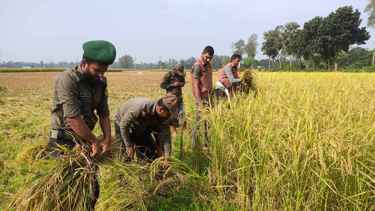 কৃষকের ধান কেটে দিলেন আনসার-ভিডিপির সদস্যরা