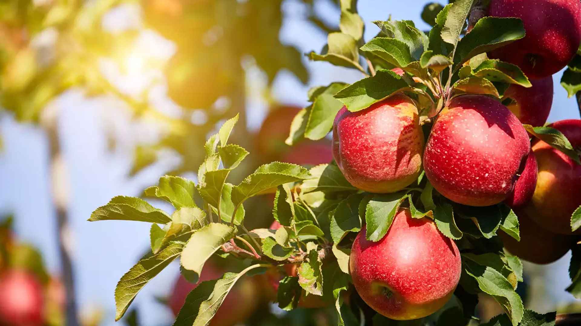 হার্ট ভালো রাখে আপেল, আর কী উপকার মেলে? 