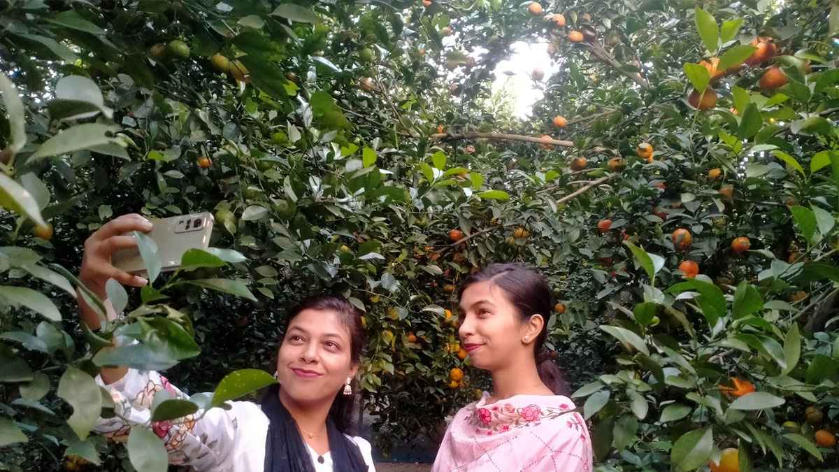 রঙিন কমলার স্বাদ নিতে বিজয়নগরে ছুটে আসছেন দর্শনার্থীরা