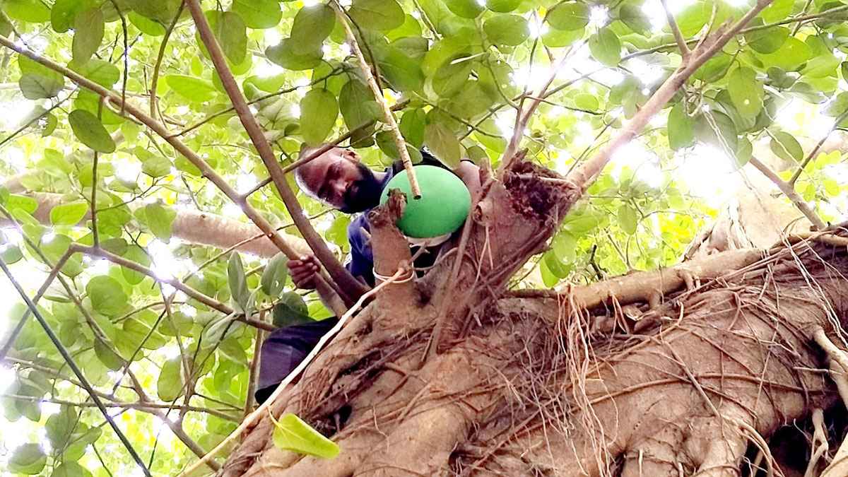 পাখির জন্য গাছের ডালে মাটির হাঁড়ি