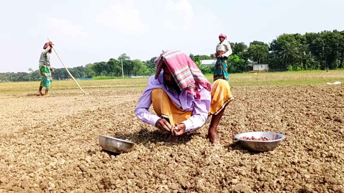 রাজবাড়ীতে বৃষ্টিতে পিছিয়েছে মুড়িকাটা পেঁয়াজের আবাদ, দুশ্চিন্তায় চাষিরা