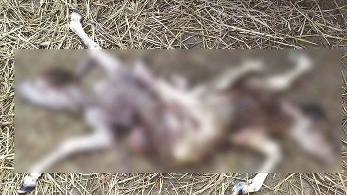 দুই মাথা ও আট পা নিয়ে বাছুরের জন্ম