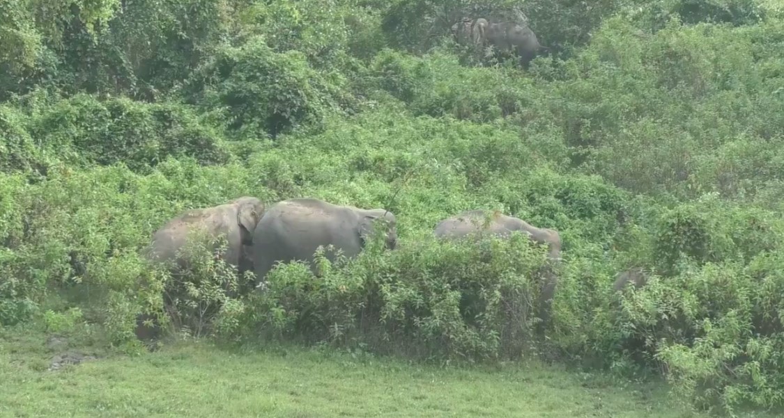 elephent_-2