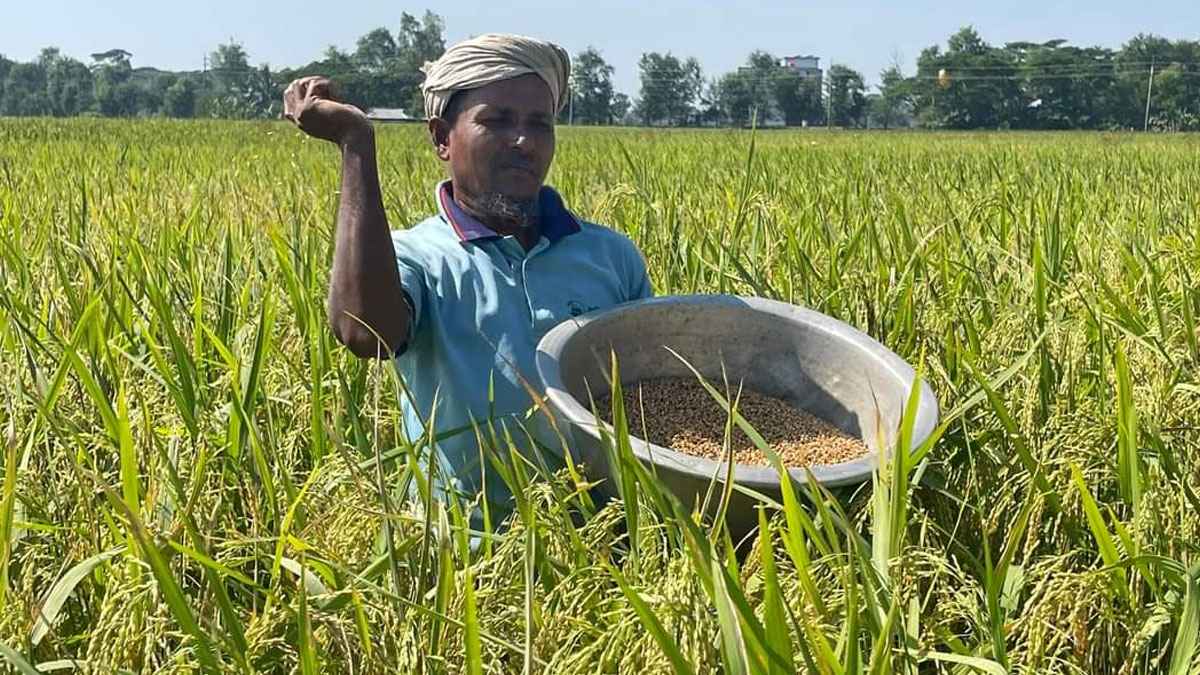 কাঁচা-পাকা সোনালী আমন ধানে রয়েছে কৃষকের লুকানো স্বপ্ন