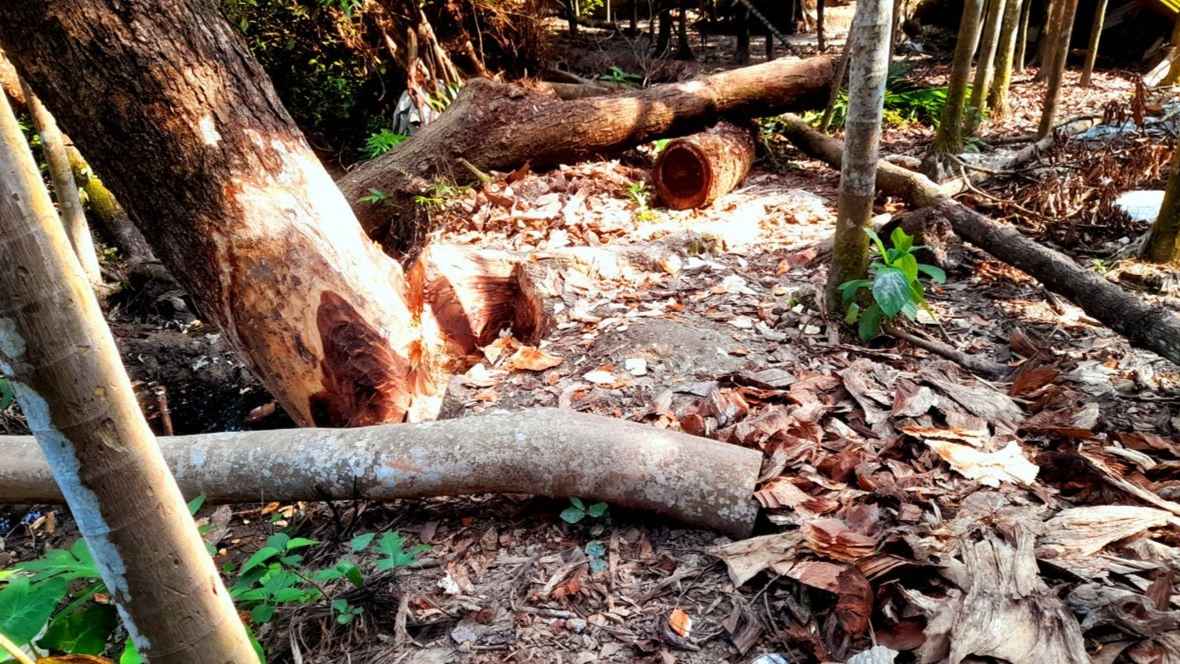 আদালতের নির্দেশ অমান্য করে গাছ কাটার অভিযোগ