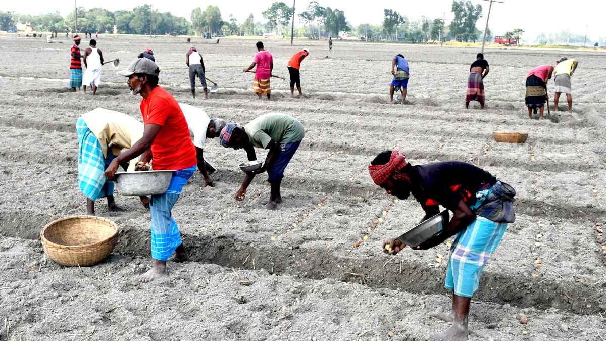 ভালো দাম পেয়ে আলু চাষে কোমর বেঁধে মাঠে নেমেছেন জয়পুরহাটের কৃষকরা