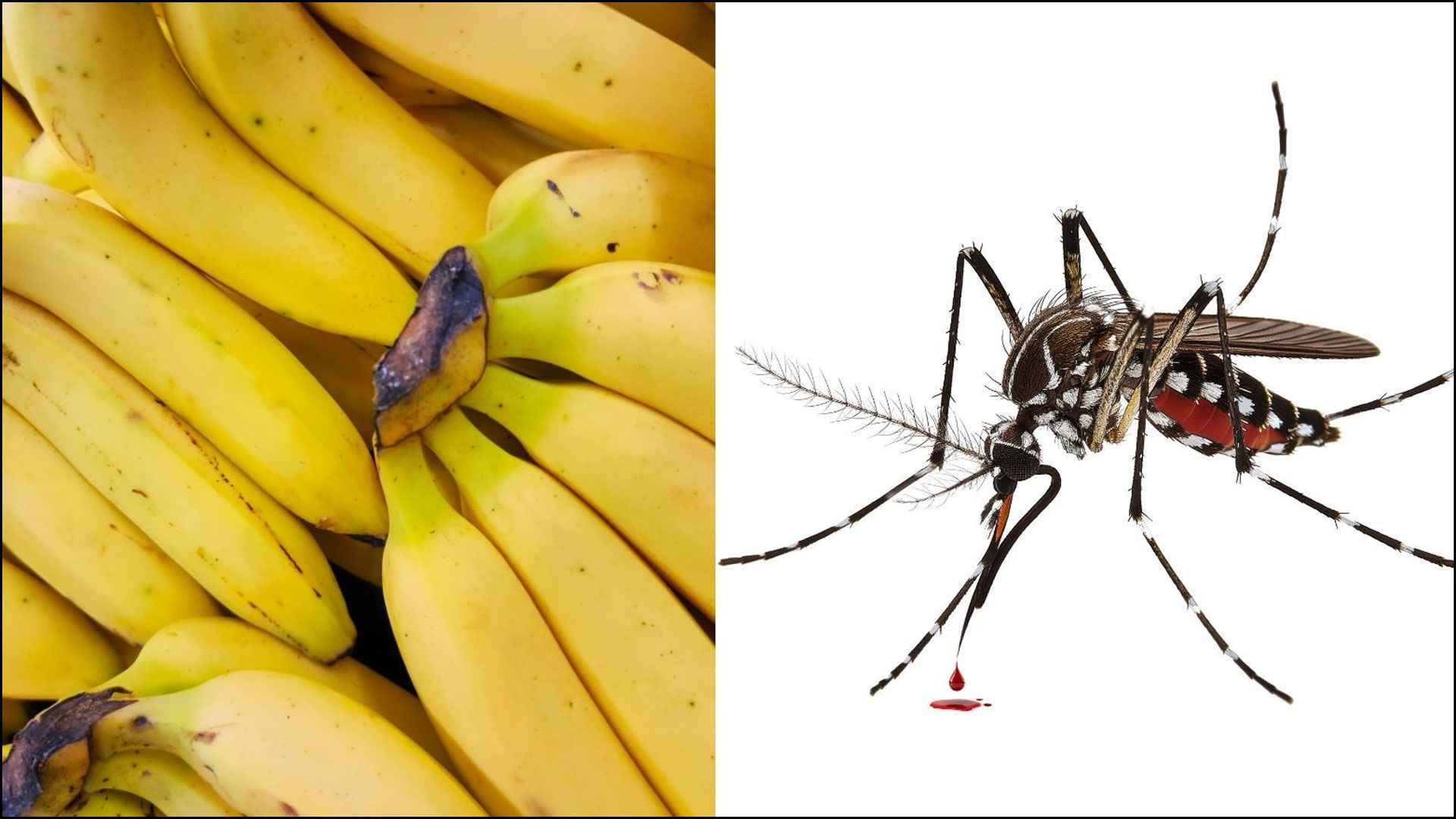 মশা তাড়াবে কলা, জানতে হবে কায়দা