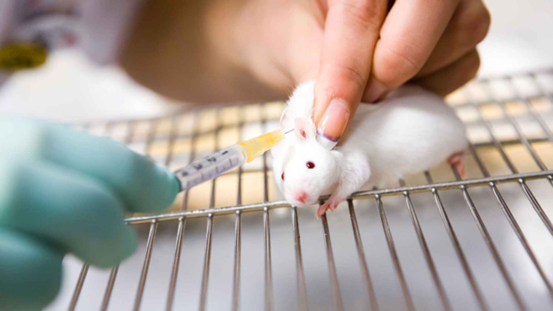 গবেষণায় কেন সবসময় মানুষের আগে ইঁদুরের ওপর পরীক্ষা করা হয়?