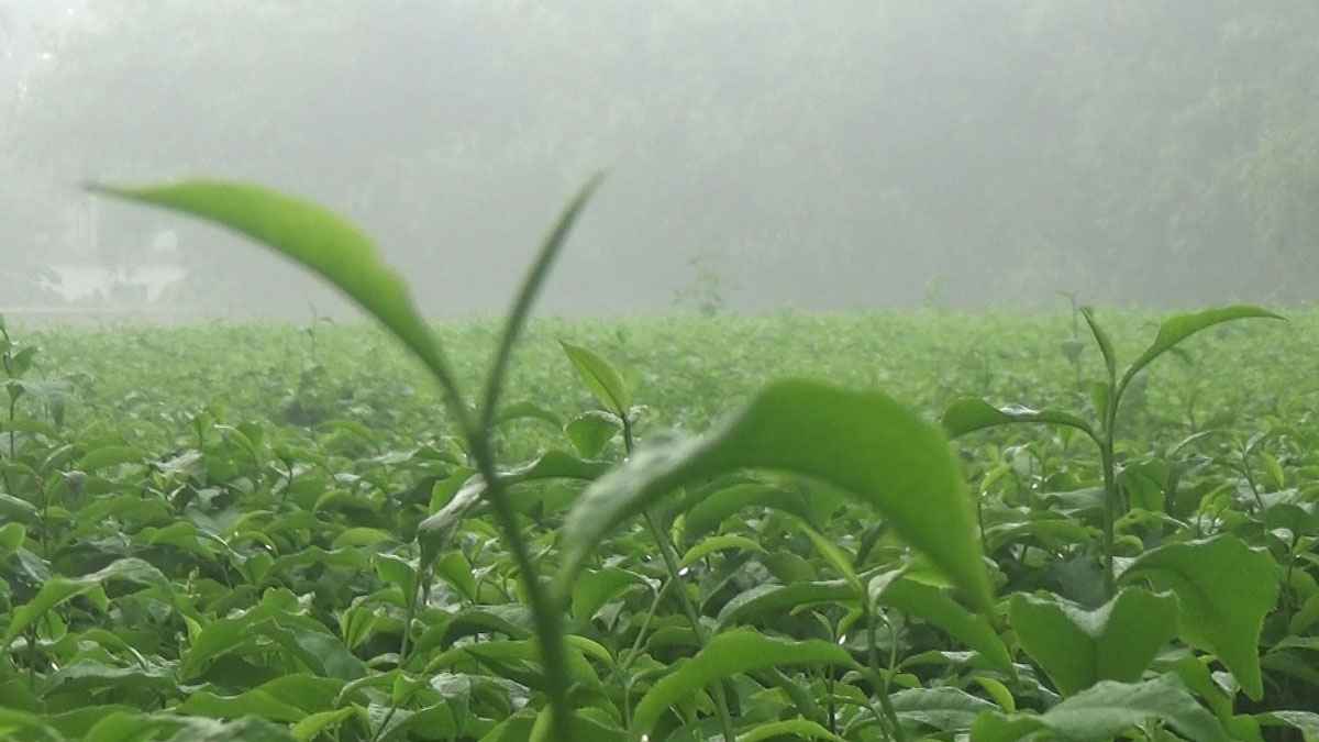 হিমালয়ের ঠান্ডায় তেঁতুলিয়ায় তাপমাত্রা ১৬ দশমিক ২ ডিগ্রি