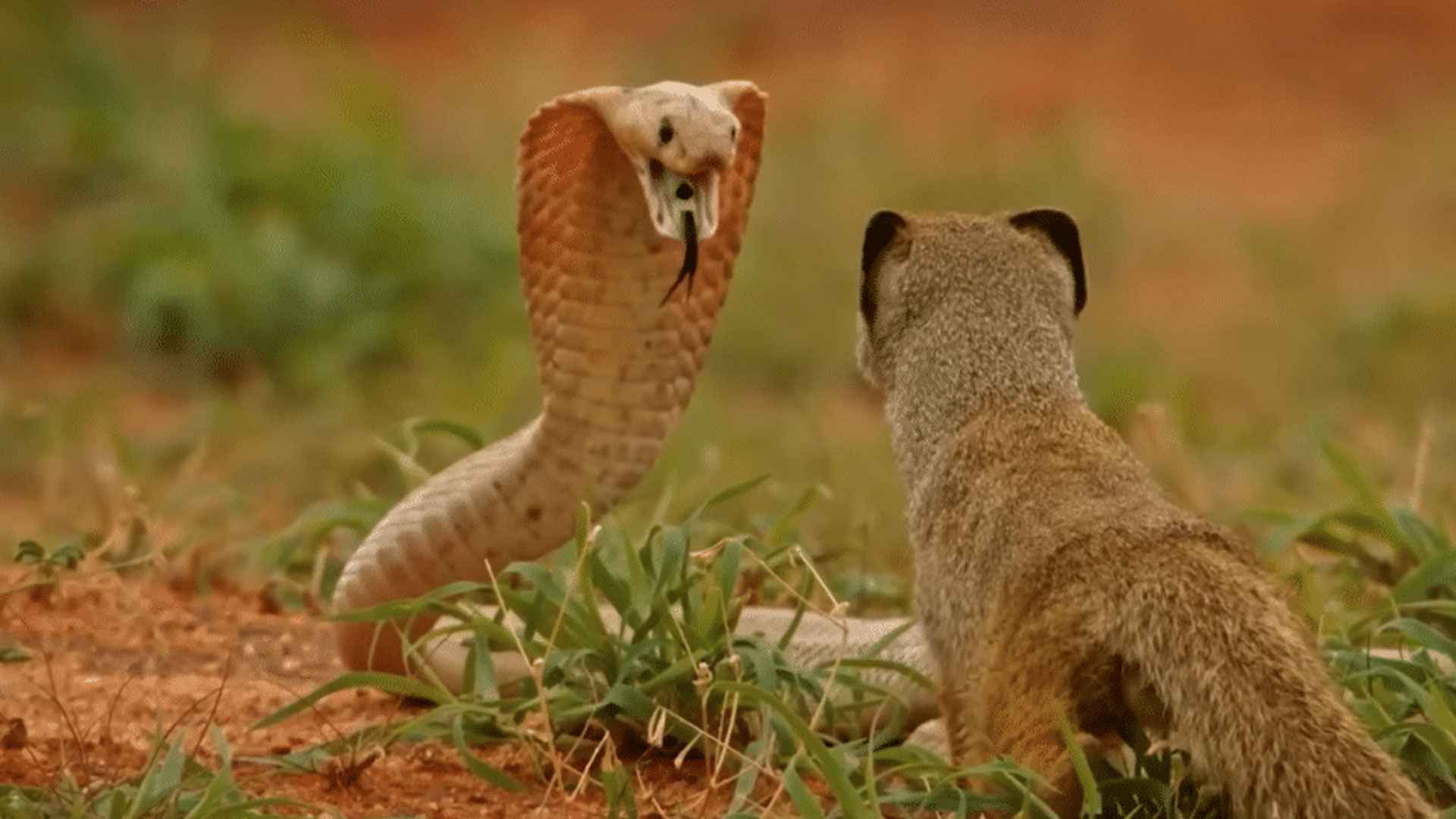 সাপের কামড়ে বেজি মরে না কেন?