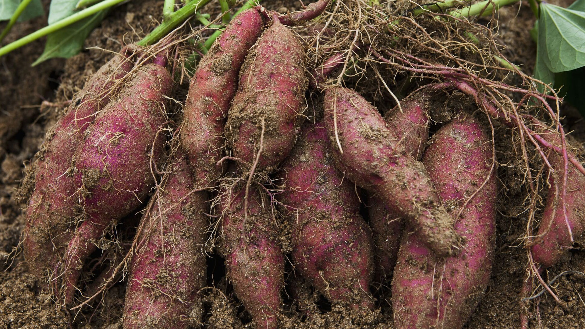 sweet-potato3 sweet-potato3