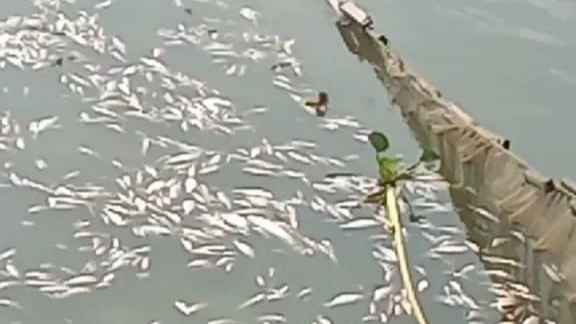 পুকুরে বিষ ঢেলে ৫ লাখ টাকার মাছ নিধন করল দুর্বৃত্তরা