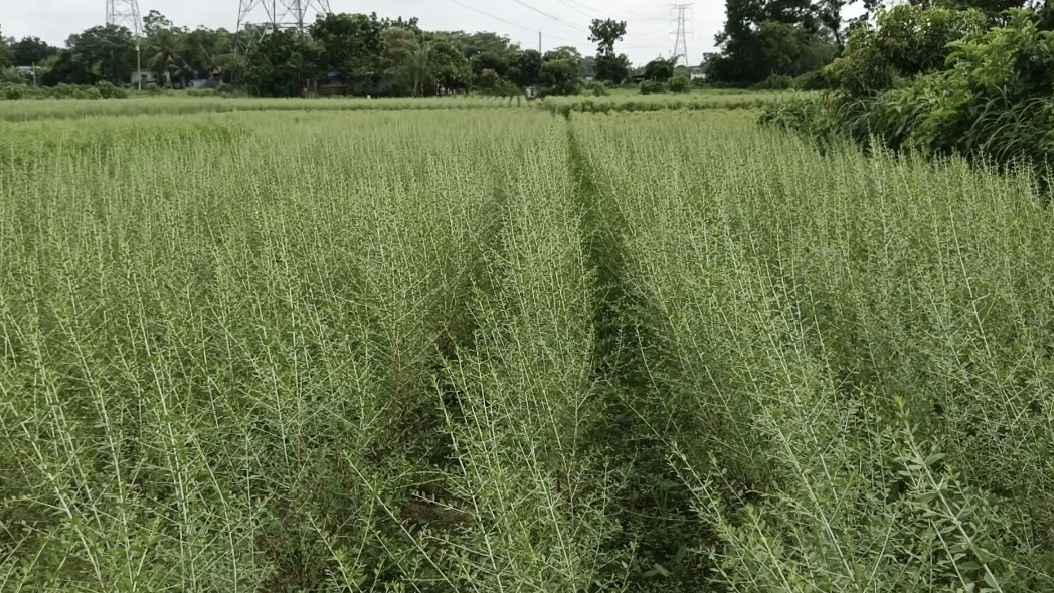 সাভারে মেহেদি পাতার গ্রাম