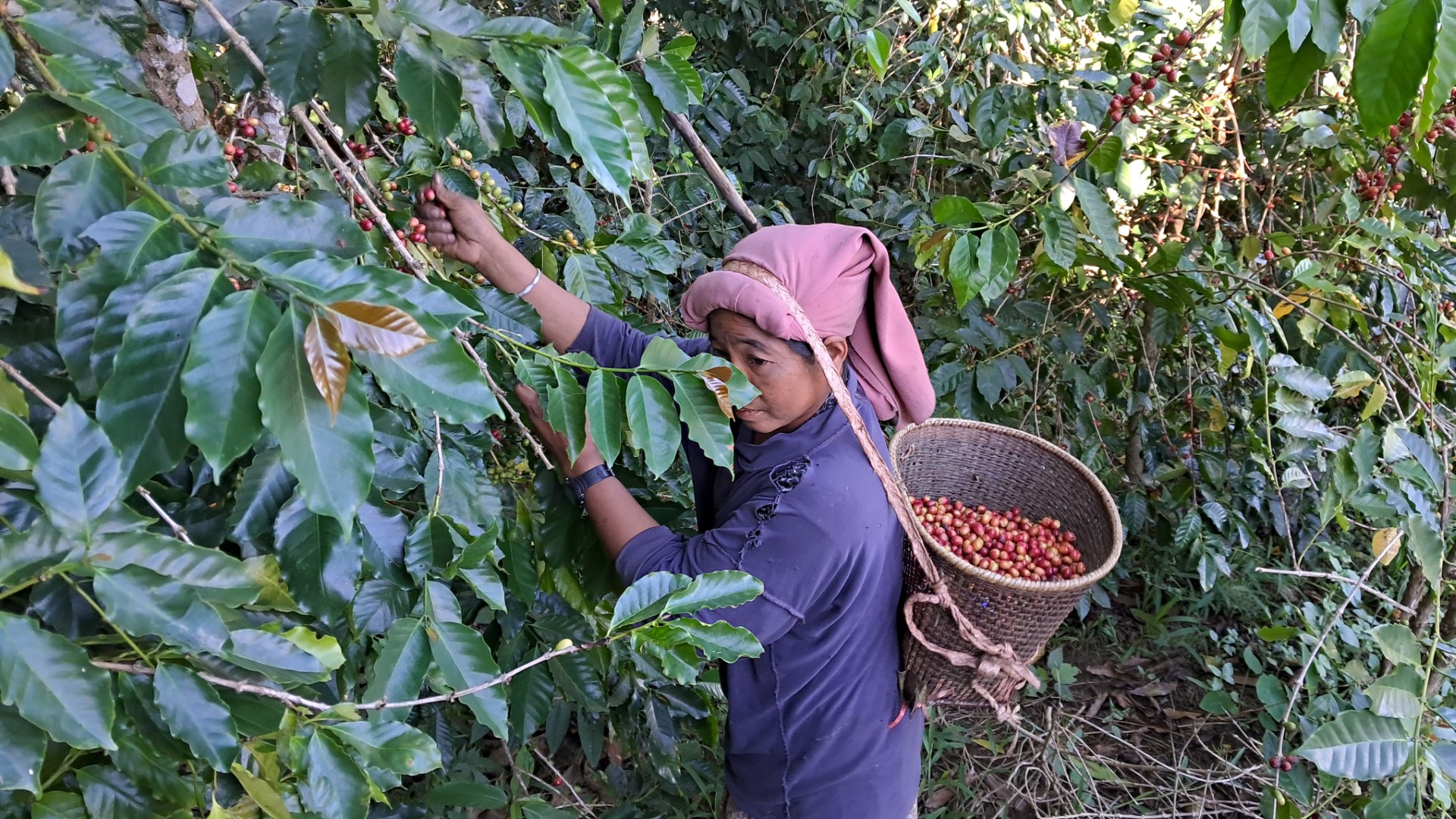 thumbnail_20241112_101854