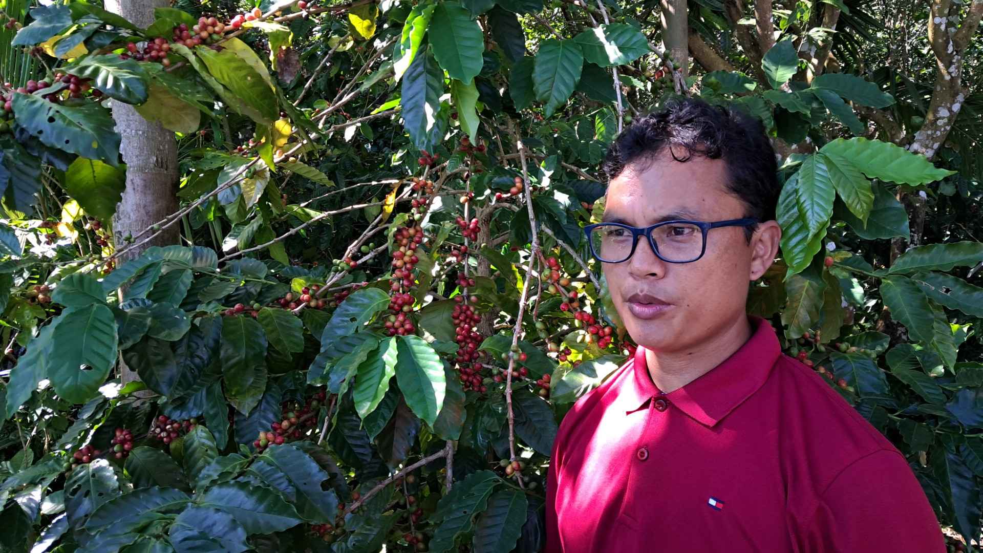 পাহাড়ে কফি চাষে ভাগ্য বদলের স্বপ্ন দেখছেন ঙুইইন ম্রো