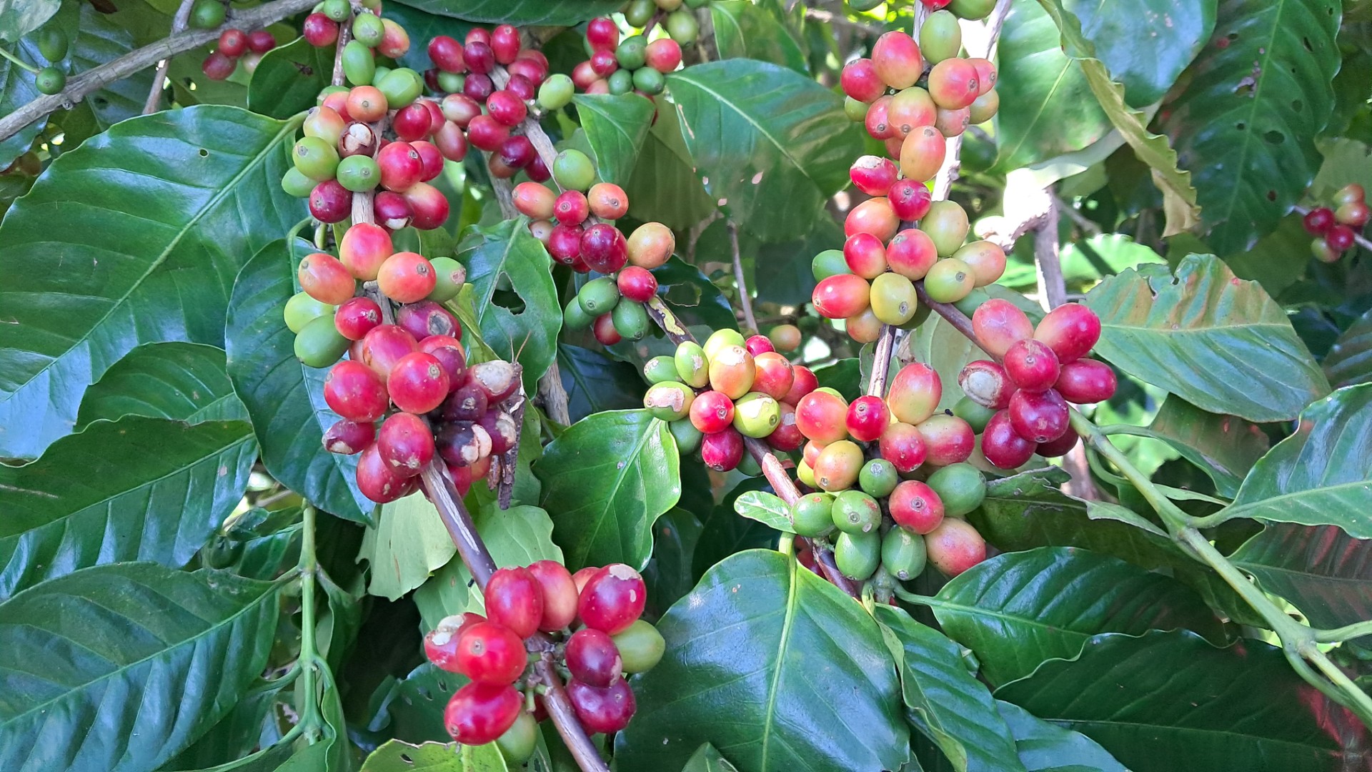 thumbnail_20241112_103534