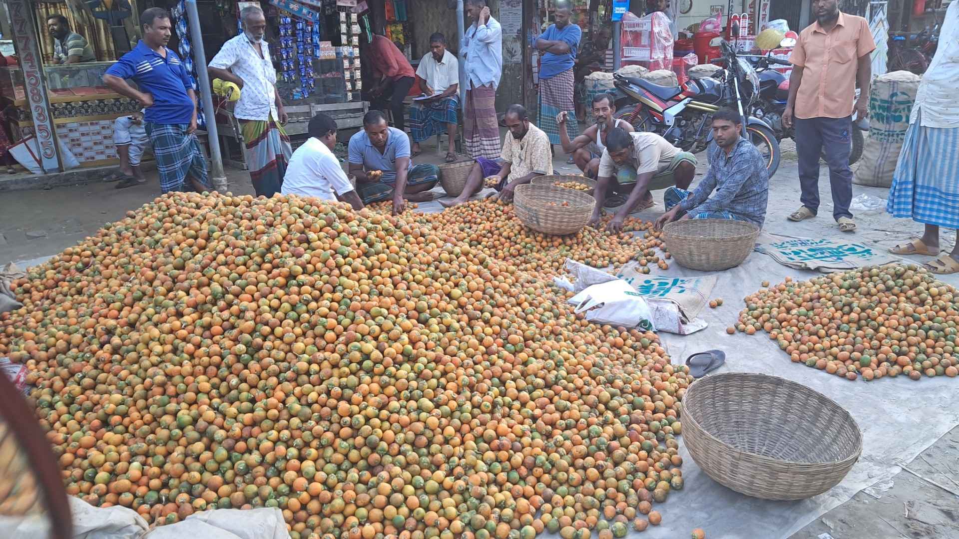 ঘূর্ণিঝড়ের ক্ষতি কাটিয়ে সরগরম সুপারি বাজার, দামে খুশি চাষিরা