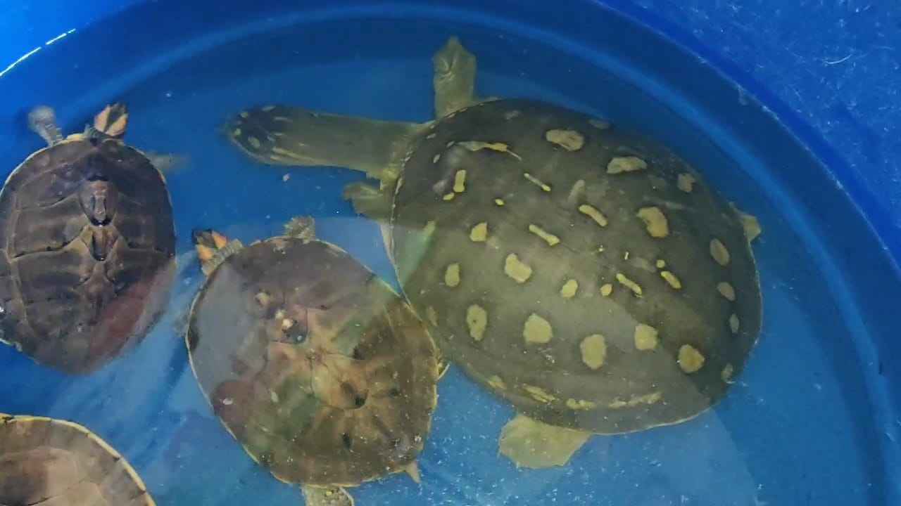 কচ্ছপ বিক্রির দায়ে ব্যবসায়ীকে ৩০ হাজার টাকা জরিমানা