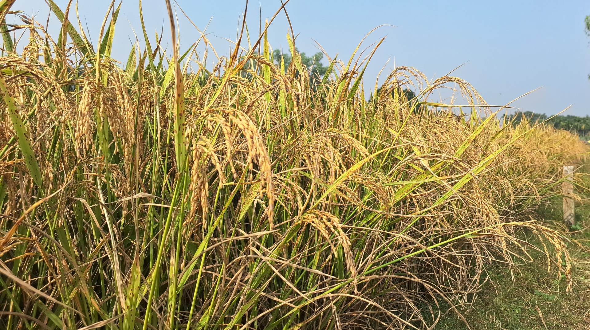 thumbnail_IMG_20241114_134008