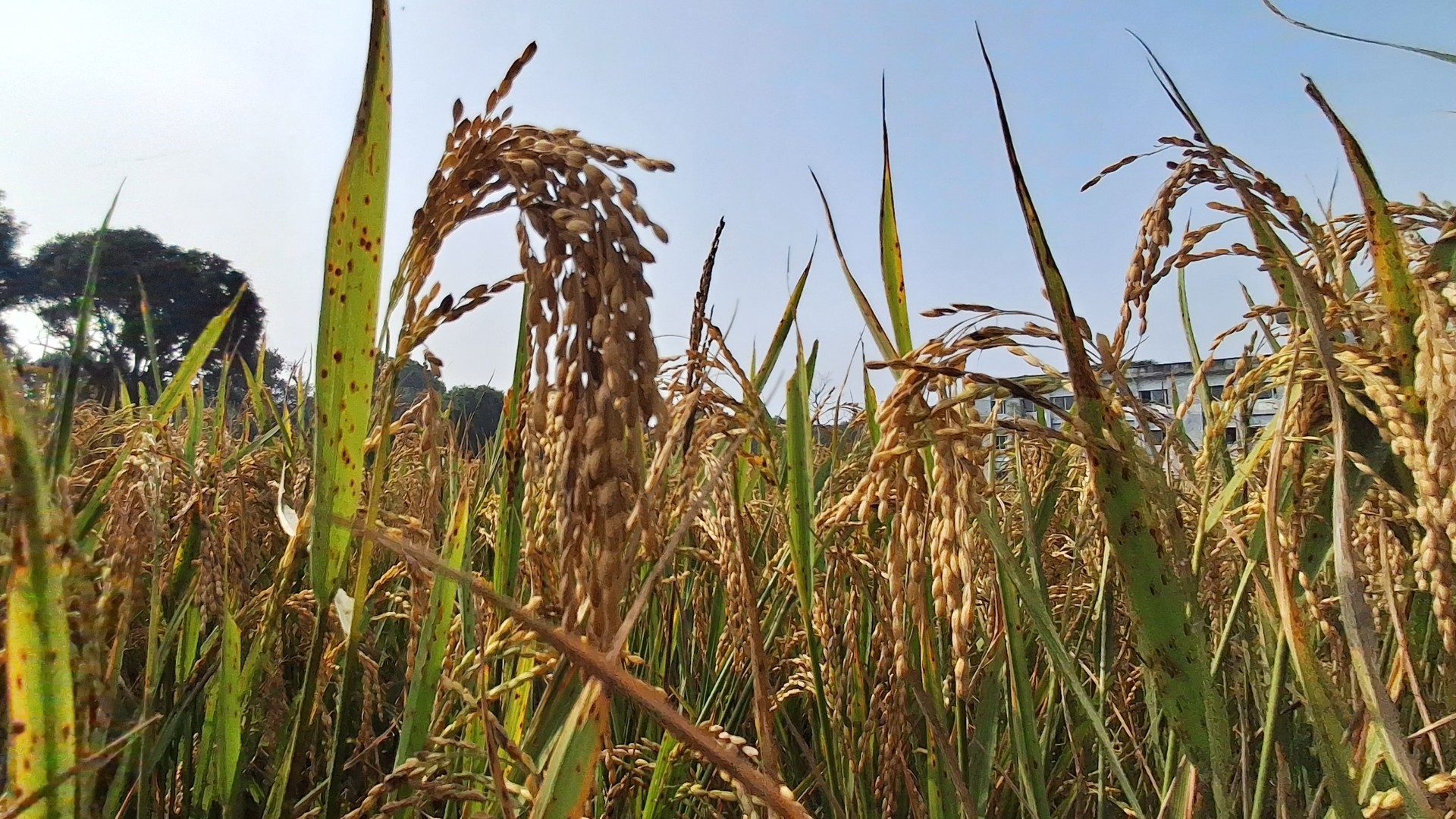 thumbnail_IMG_20241114_134241