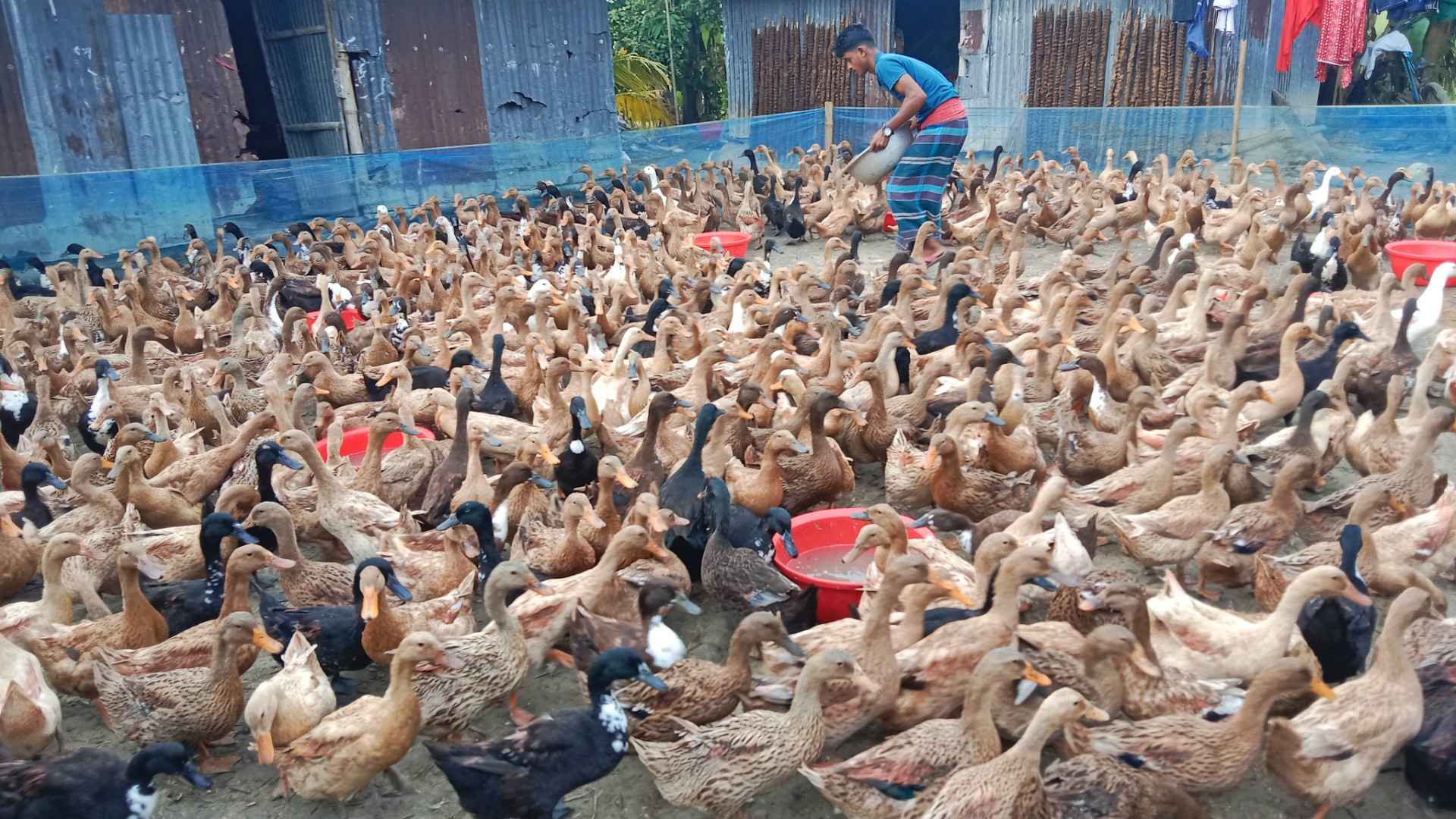 নড়াইলে হাঁস পালনে যুবকদের সফলতা, ৬ মাসে আয় ২ থেকে ১০ লাখ টাকা