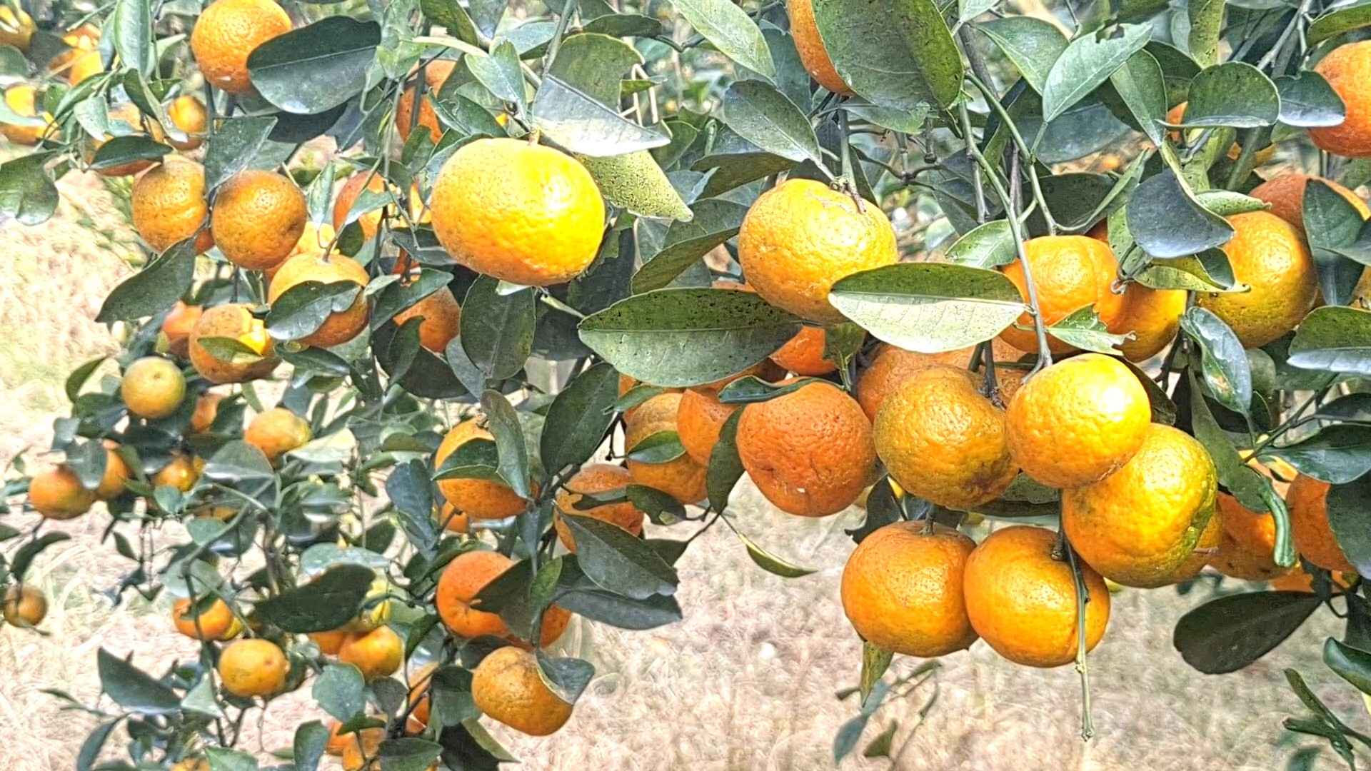 কমলা চাষে সফল দেলোয়ার, বছরে আয় ৪ লাখ