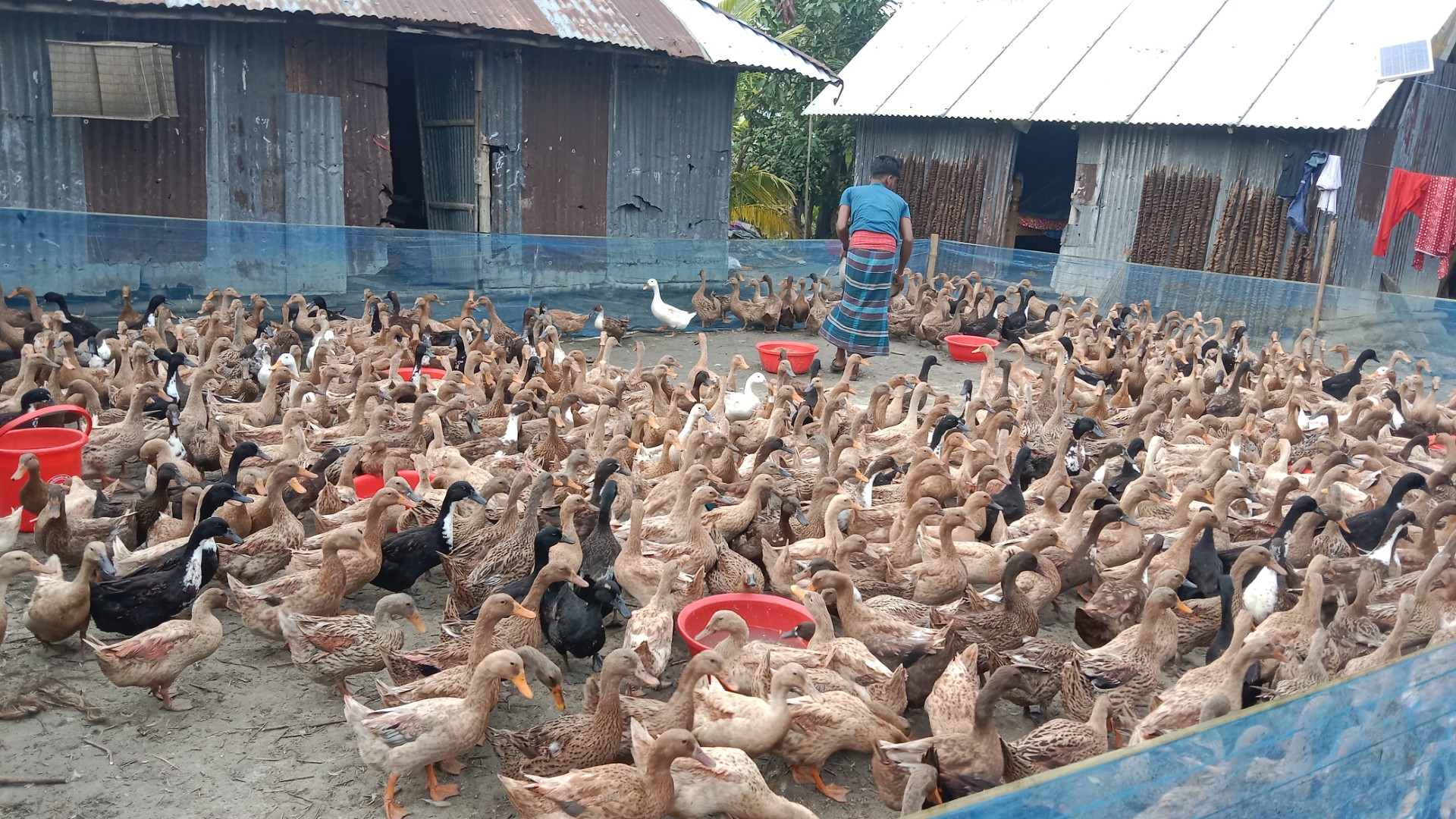 thumbnail_Narail_Duck_PIc_04