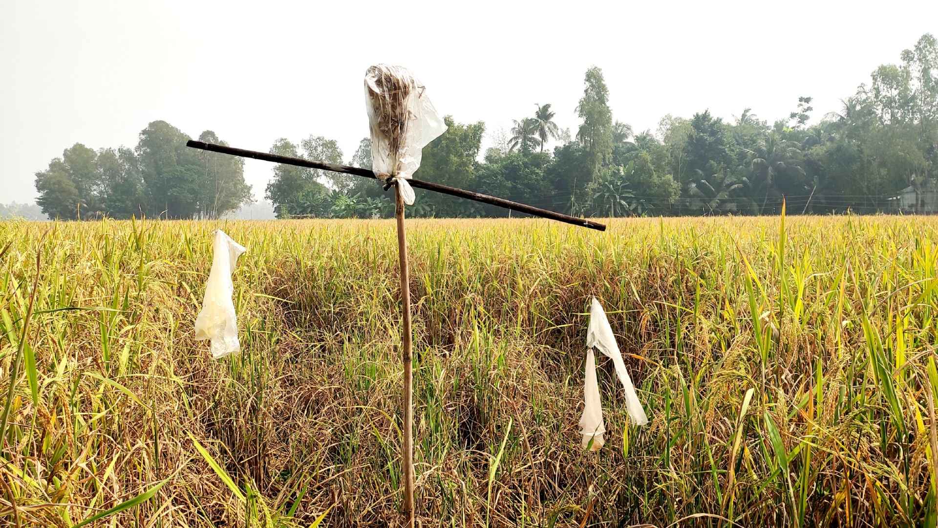 ধানখেতে ইঁদুরের আক্রমণ, কীটনাশকেও হচ্ছে না দমন, দিশেহারা কৃষক