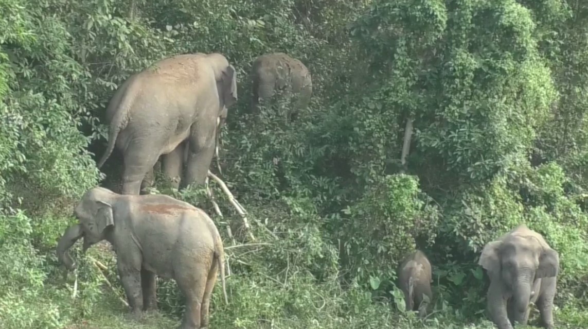 thumbnail_elephent-4
