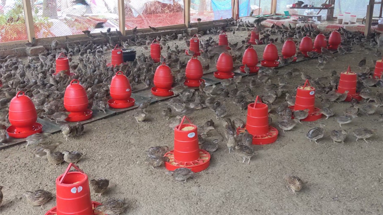 thumbnail_potuakhali-2-20241115145346