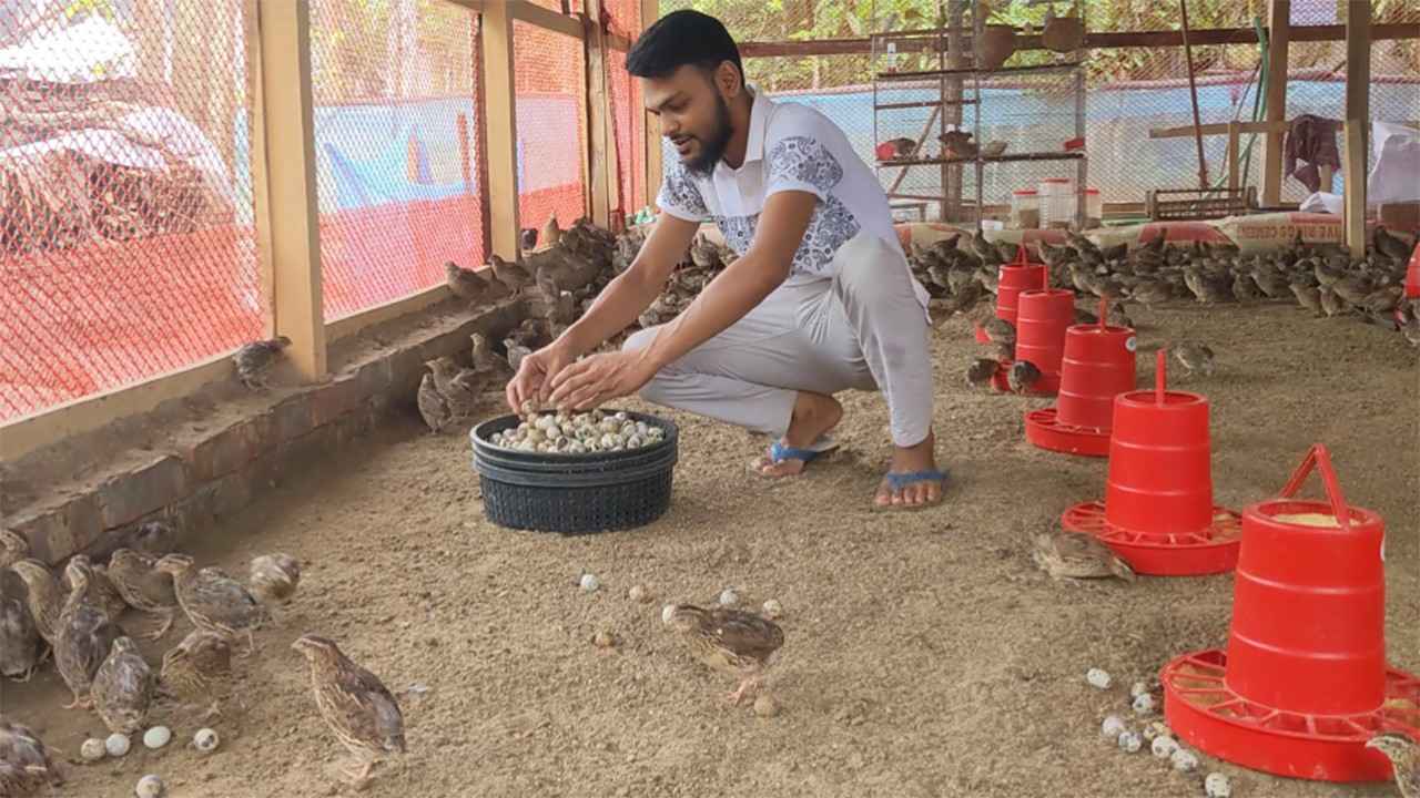 শখের বসে কোয়েল পালন, এখন সফল খামারি নাহিদ