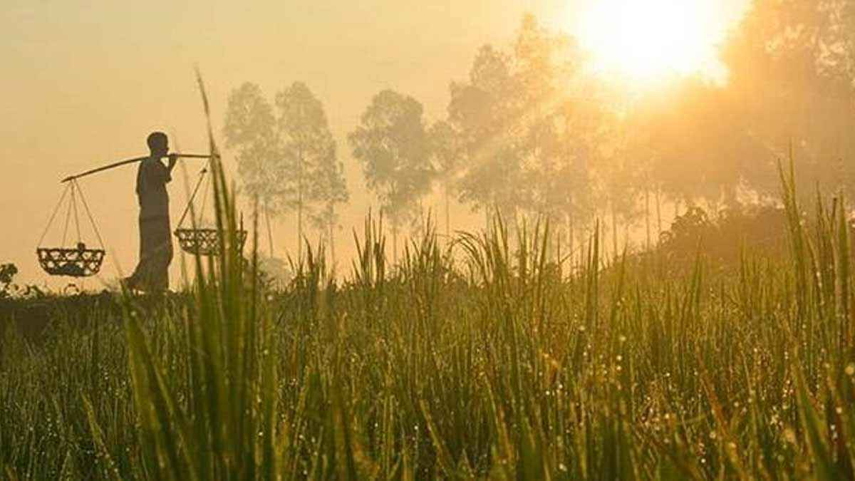ঘন কুয়াশা ও শৈত্যপ্রবাহ: শীত আসছে, তবে ধীরগতিতে
