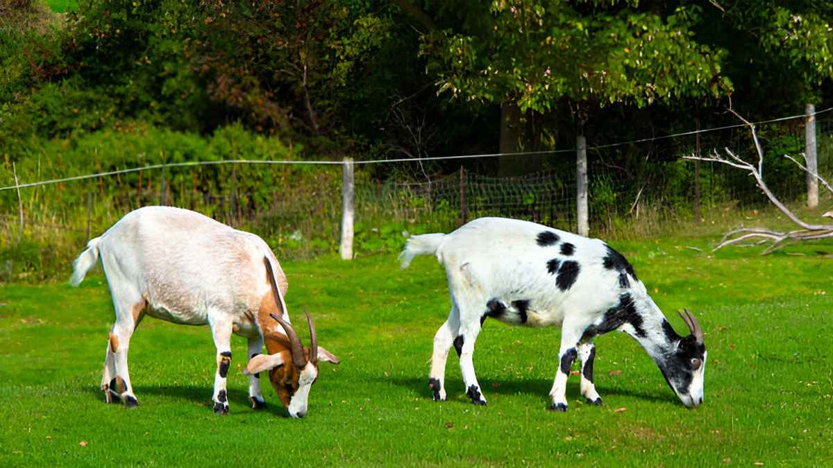 মেয়ে শিশুর জন্য ২টি ছাগল আকিকা করা জায়েজ?