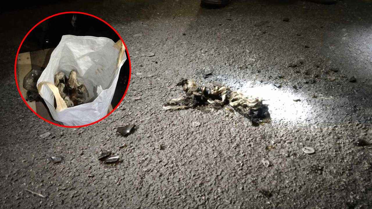 বরগুনায় ছাত্রদলের মিছিলে বোমা বিস্ফোরণ, আহত ৪