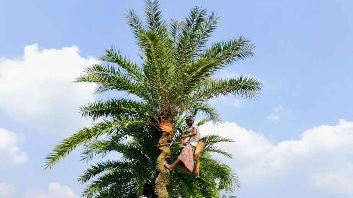 খেজুর গাছ পরিচর্যায় ব্যস্ত চুয়াডাঙ্গার গাছিরা