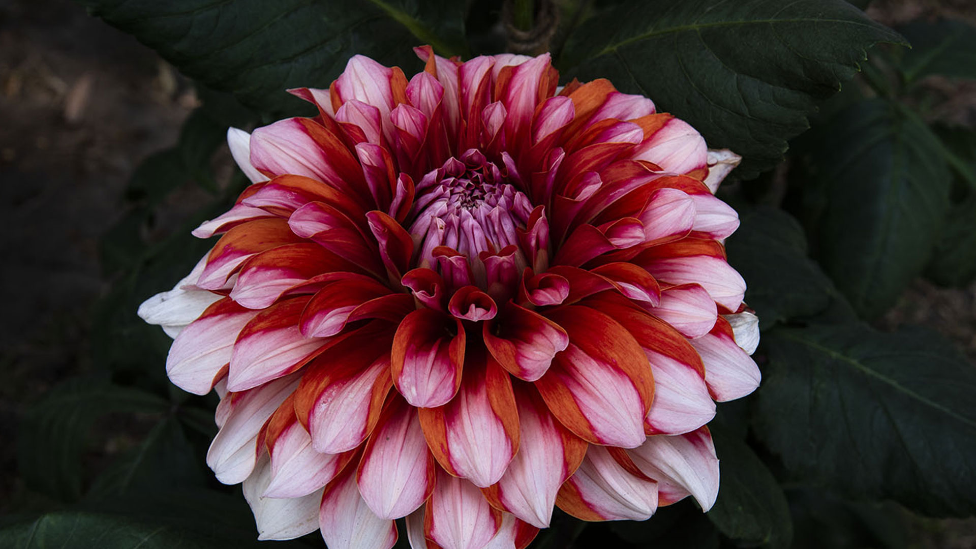 dalia1