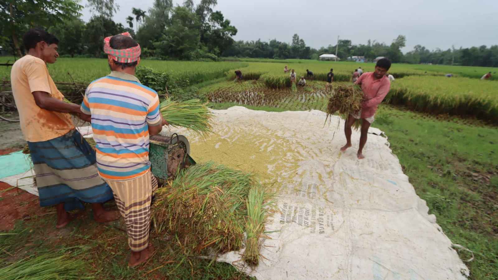 রংপুরে শুরু হয়েছে আগাম ধান কাটা: কৃষকের মুখে হাসি