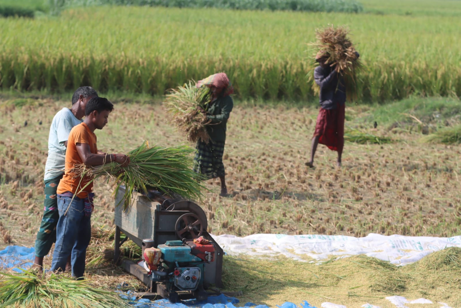 dhan_kata_2 dhan_kata_2