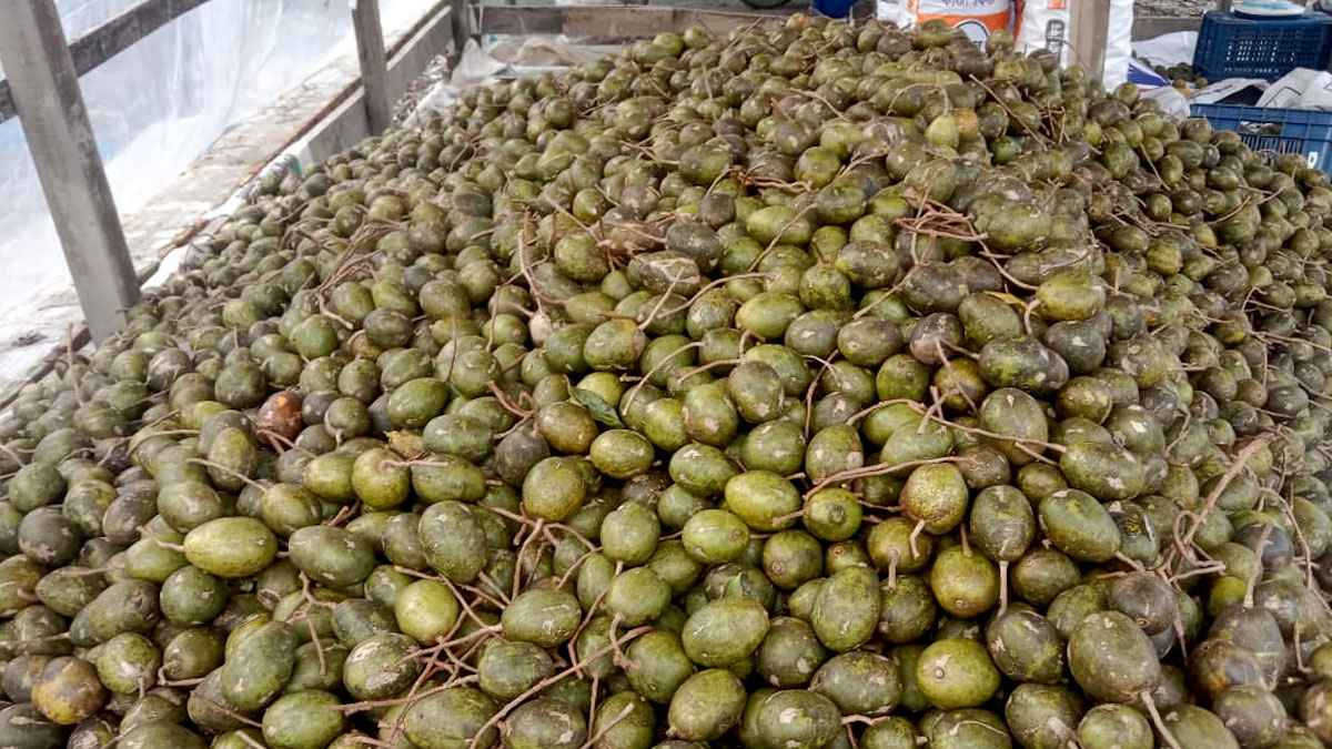 পিরোজপুরের আমড়ার সাফল্যের গল্প