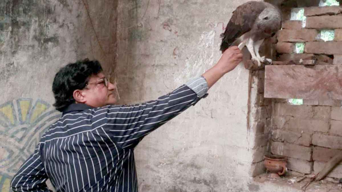 মানুষের ভালোবাসায় ফিরে এলো ঈগল