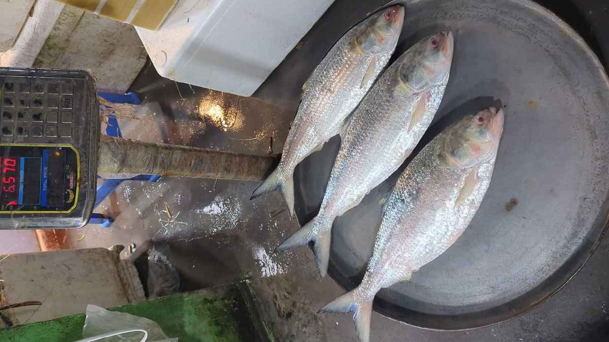 ৩ ইলিশ বিক্রি হলো ২৬ হাজার টাকায়