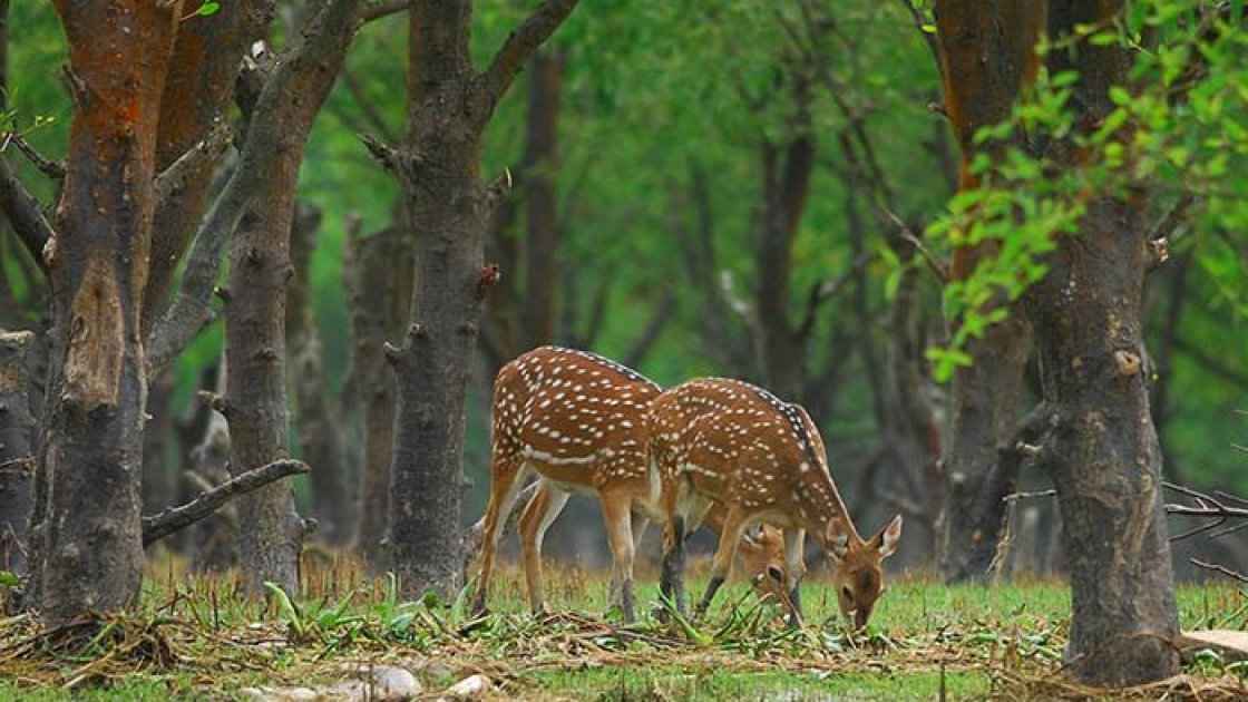 নিঝুম দ্বীপে কমছে হরিণের সংখ্যা