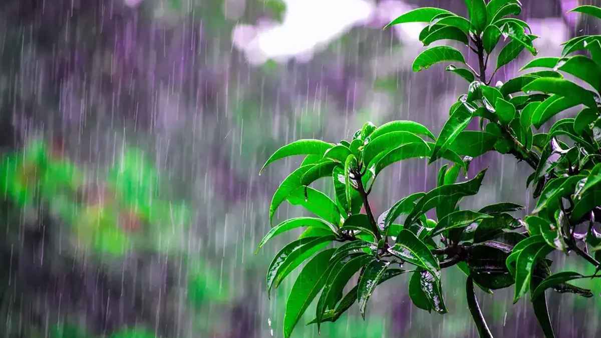 বৃষ্টি আল্লাহর অপার নেয়ামত