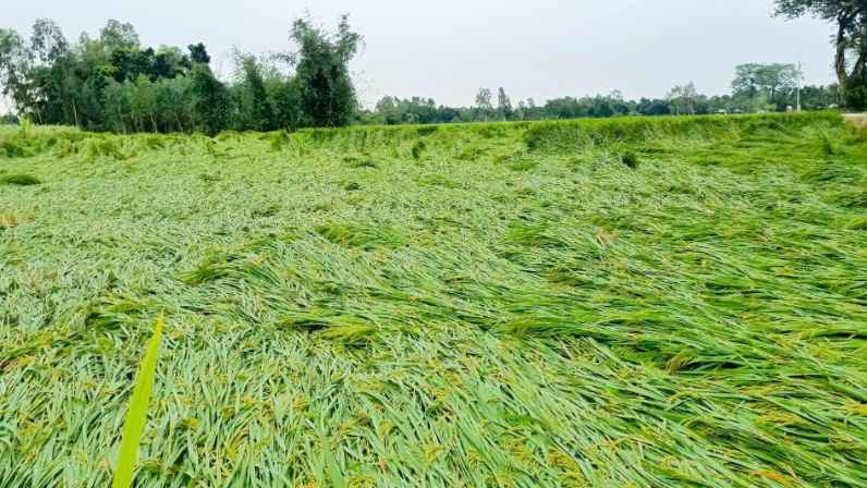 ঘূর্ণিঝড় দানার প্রভাবে নুয়ে পড়েছে ধান, দুচিন্তায় কৃষক