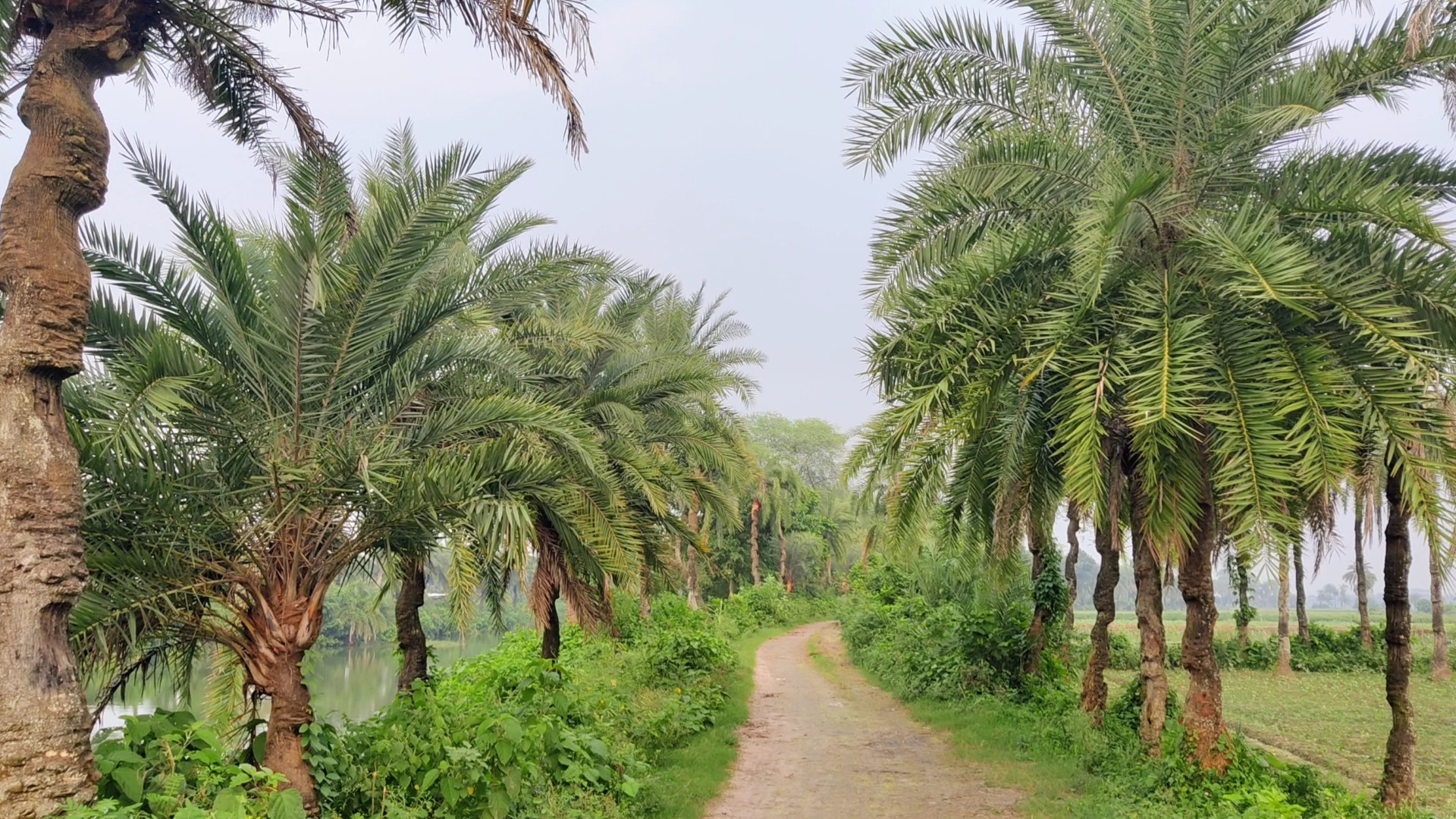 thumbnail_Chuadanga_Khejur-04