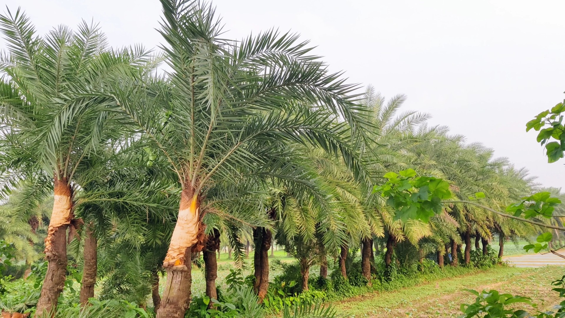 thumbnail_Chuadanga_Khejur-06