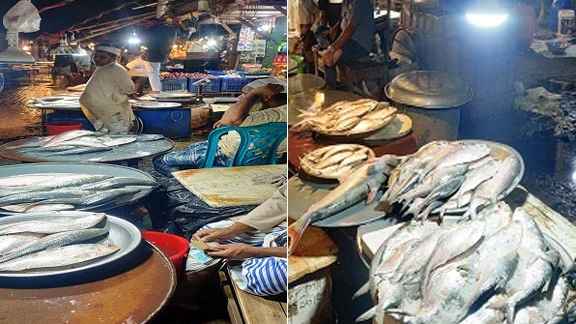 ইলিশের দর পতন, চাঁদপুরে বিপনীবাগ বাজারে ৫০ মণ মাছ অবিক্রিত